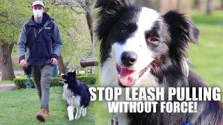How to Train your Dog to LOOSE LEASH WALK