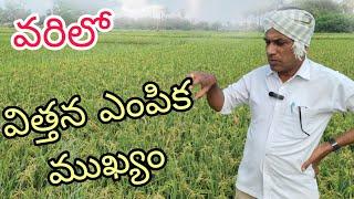 వరిలో విత్తన ఎంపిక ముఖ్యం|best paddy seed variety|by karshaka nestham