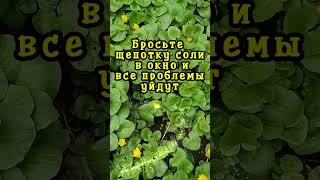 Бросьте щепотку соли в окно и все проблемы уйдут