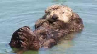 Sea Otter Grooming