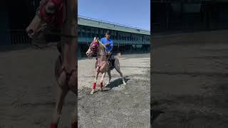 Best Wild Horses Wild Horse #Animals #Shorts #2773