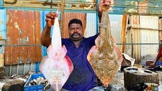 KASIMEDU  SPEED SELVAM | BROWN STINGRAY FISH CUTTING VIDEO | IN KASIMEDU | FF CUTTING 