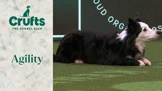 Agility - International Invitation Large Final (Agility) | Crufts 2024