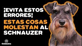 SCHNAUZER: 7 COSAS QUE NO LE GUSTAN