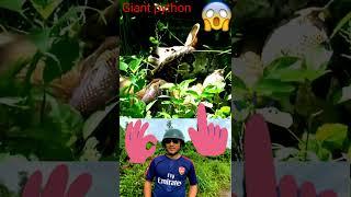 174|@Shorts551#Giant pythons king #shorts.