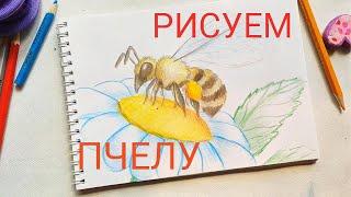 Рисуем пчелу. Уроки для школьников.