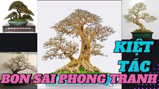 QUÁ ĐÃ MẮT VỚI NHƯNG CÂY CẢNH BONSAI DÁNG PHONG TRANH