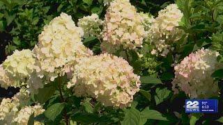 Notice all the hydrangeas this year? Here’s why