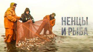 Ненцы и рыба. Промысловая рыбалка на Крайнем Севере. Документальный фильм | Полярные истории