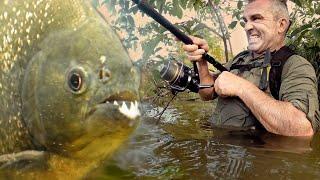 JE PÊCHE DES PIRANHAS POUR FAIRE DES APPÂTS - Cyril Chauquet