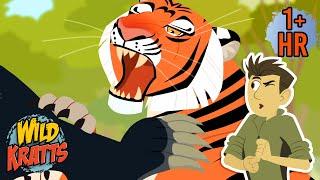 Creature Combat | Sloth Bear Vs Tiger | Wild Kratts