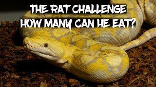 The Rat Challenge - How Many Can He Eat?