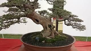 Kumpulan Bonsai Serut Terbaik Indonesia / Streblus Asper Bonsai