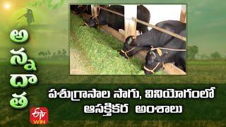 Interesting Facts on Fodders & Feed Management | పశుగ్రాసాల సాగు, వినియోగంలో ఆసక్తికర  అంశాలు | ETV