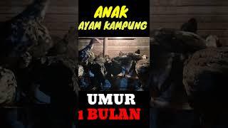 Memberi makan anak ayam kamoung asli umur 1 bulan!!makan lahap,ayam sehat!!! #ayam #anakayamkampung