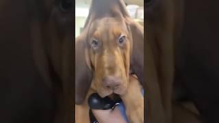 #31 Funniest Cats And Dogs videos  #funny #animals #cuteanimals