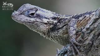 Texas spiny lizards:  The best close-up video you will ever see