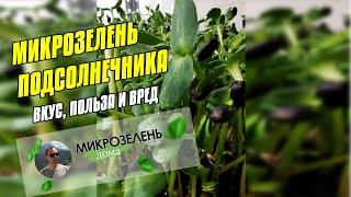 МИКРОЗЕЛЕНЬ ПОДСОЛНЕЧНИКА - ПОЛЬЗА И ВРЕД  КАК УПОТРЕБЛЯТЬ - ЧТО СОДЕРЖИТСЯ  ПОЛЕЗНЫЕ СВОЙСТВА