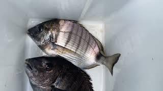 Sar de Biarritz au crabe en surcasting # White bream fishing  # sargo grande # شرغ طعم العقرب#