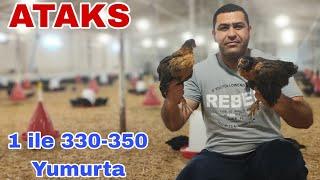 Ataks 1ilə 330-350 Yumurta