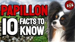 10 Things You Must Know Before Bringing Home A Papillon