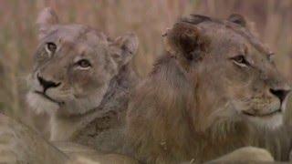 Hippo kills lion in a bloody war