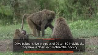 Olive Baboon