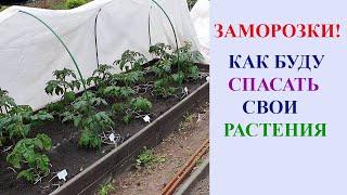 ЗАМОРОЗКИ! КАК Я БУДУ СПАСАТЬ СВОИ РАСТЕНИЯ.