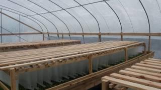 Snail Farm Baby Snails Polytunnel.Kerry Escargot