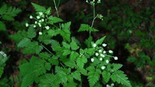 IL CERFOGLIO UBRIACANTE - Chaerophyllum temulum L.