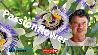 Passionflower for sleep, anxiety, GABA, and ADHD