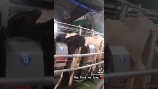 Sezer Rotary Sağım Sistemi | Sezer Rotary Milking System #shorts