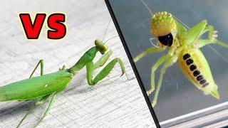 Praying mantis VS cute katydid, who wins?Insect war