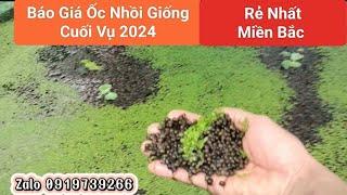 Ốc Nhồi Giống Miền Bắc/ Mua Càng Nhiều Giá Càng Rẻ/ Zalo 0919739266