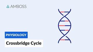 Crossbridge Cycle: Muscle Contraction