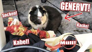 Banana Crumble hat die Schnauze voll!  | Die Meeries