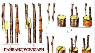 Ўрик пайванд.O'rik  payvand.Apricot grafting.Grafting apricot trees