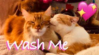 KITTY WASH     CAT ASMR Cat Licking Your Ear Cat Grooming Cat Purring for Relaxation *CAT ASMR*