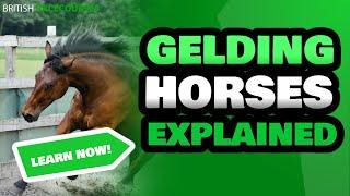 Gelding Horse | Gelded Horses Running Today | Why Do They Geld Racehorses