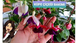 KÜPE ÇİÇEĞİ BAKIMI-KÜPELİ ÇİÇEĞİ#Küpeçiçeğibakımı#küpeliçiçeğibakımı#Çiçekbakımvideoları