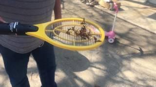 Wasp hornet zapper