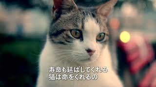 2025/1/10（金）公開『ねこしま』予告編