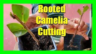 How To Grow Camellias From Cuttings | Camellia Plant Propagation From Cuttings