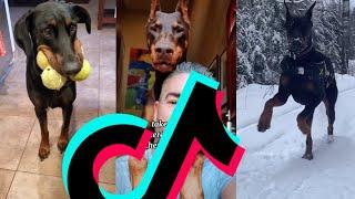 Most Dangerous Doberman TikTok Compilation | Dogs Of TikTok