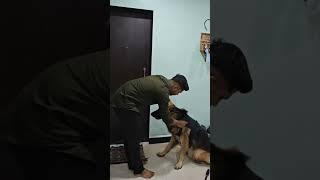 sweet dog #thegerman #dailyvlog #indianvlog #dogvideo #germanshephard