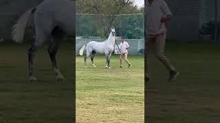 Stallion Faatih | Horse Sound Effect | Horse Neighing #marwarihorse #horselover #ytshorts