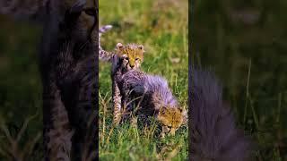 Young Tanzanian Cheetahs Explore Their Grassland Home | Rare Wildlife Moment