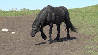 Жеребец Ротмистр вернулся/ The stallion Rotmistr is back