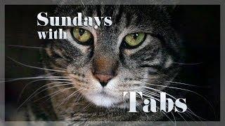 Sundays With Tabs the Cat, Makeup and Beauty Blog Mascot, Vol. 282