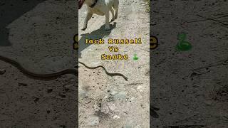 jack russell vs snake  #jackrussellterrier #dog #dogs #funnydogs #jackrussell #snake #snakes